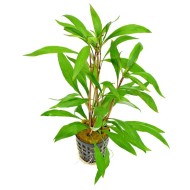 Гигрофила щитковидная иволистная (Hygrophila corymbosa)  Гигрофила щитковидная иволистная (Hygrophila corymbosa)