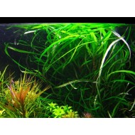 Гигрофила щитковидная иволистная (Hygrophila corymbosa)  Гигрофила щитковидная иволистная (Hygrophila corymbosa)