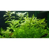 Гигрофила многосеменная (Hygrophila polysperma)