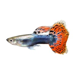 Гуппи гвоздика (испанка) (Poecilia reticulata) Гуппи гвоздика (испанка) (Poecilia reticulata)
