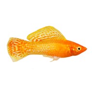 Моллинезия велифера ассорти (Poecilia sphenops)