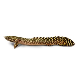Полиптерус орнатипинис (Polypterus ornatipinnis) Полиптерус орнатипинис (Polypterus ornatipinnis)