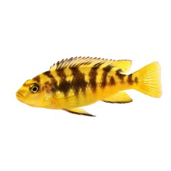 Псевдотрофеус - хамелеон (Pseudotropheus crabro) Псевдотрофеус - хамелеон (Pseudotropheus crabro)