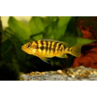 Pseudotropheus crabro