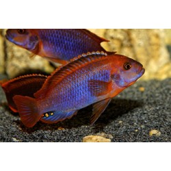 Йодотрофеус Шпренгера (Iodotropheus sprengerae) Йодотрофеус Шпренгера (Iodotropheus sprengerae)