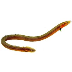 Каламоихт калабарский (Erpetoichthys calabaricus) Каламоихт калабарский (Erpetoichthys calabaricus)