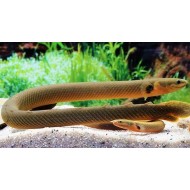  Calamoicht Calabar (Erpetoichthys calabaricus)