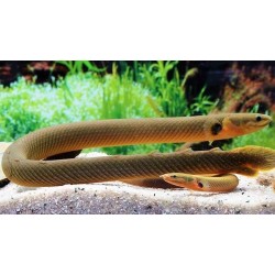 Каламоихт калабарский (Erpetoichthys calabaricus) Каламоихт калабарский (Erpetoichthys calabaricus)