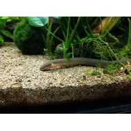  Calamoicht Calabar (Erpetoichthys calabaricus)