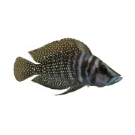 Altolamprologus calvus "black"