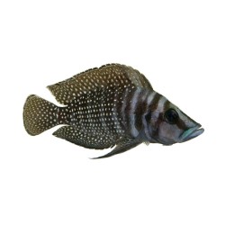 Кальвус черный (Altolamprologus calvus "black") Кальвус черный (Altolamprologus calvus "black")