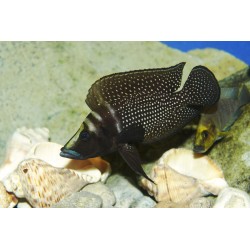 Кальвус черный (Altolamprologus calvus "black") Кальвус черный (Altolamprologus calvus "black")