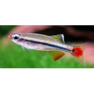 Кардинал (Tanichthys albonubes)