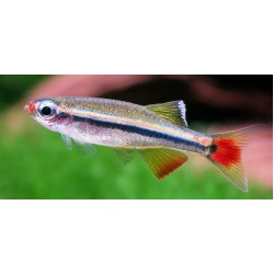 Кардинал (Tanichthys albonubes) Кардинал (Tanichthys albonubes)