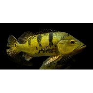 Цихла Келбери (Cichla kelberi) 