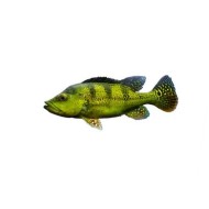 Цихла Келбери (Cichla kelberi) 
