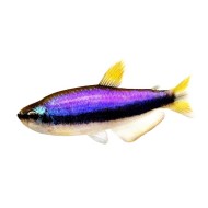 Керри (Inpaichthys kerri) Керри (Inpaichthys kerri)