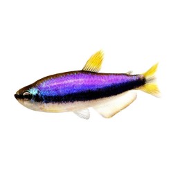 Керри (Inpaichthys kerri) Керри (Inpaichthys kerri)