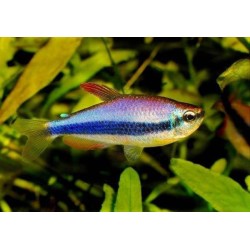 Керри (Inpaichthys kerri) Керри (Inpaichthys kerri)