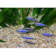 Керри (Inpaichthys kerri)