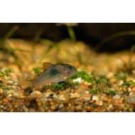 Коридорас золотистый, или бронзовый (Corydoras aeneus) Коридорас золотистый, или бронзовый (Corydoras aeneus)