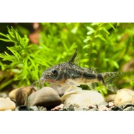 Коридорас крапчатый обычный, альбинос (Corydoras paleatus) Коридорас крапчатый обычный, альбинос (Corydoras paleatus)