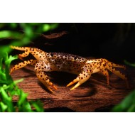 Королевский леопардовый краб (Parathelphusa pantherina) 