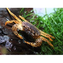 Королевский леопардовый краб (Parathelphusa pantherina)  Королевский леопардовый краб (Parathelphusa pantherina)