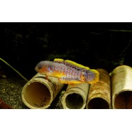 Элеотрис ковровый (Teteurndina ocellicauda)