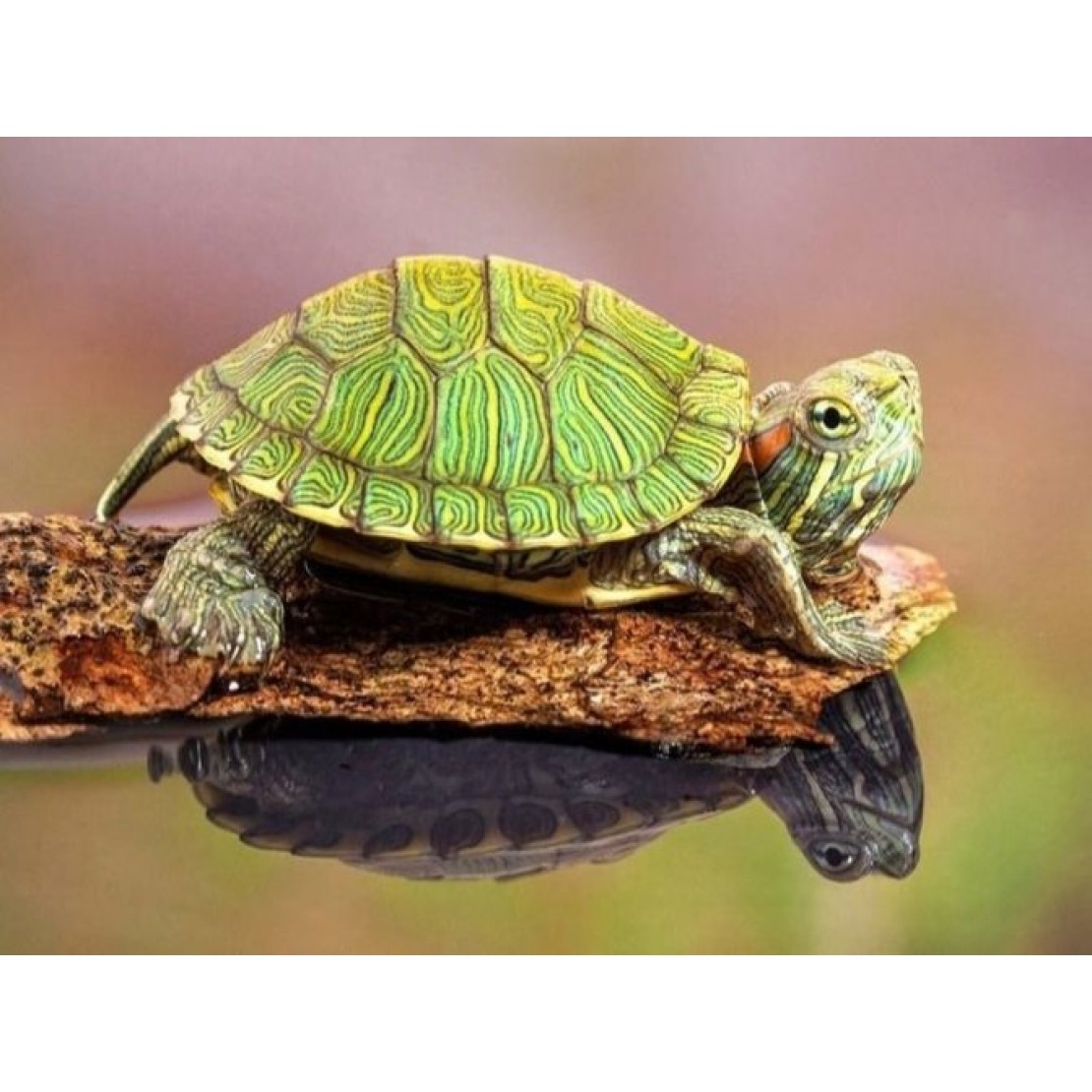 Черепахи заказать. Trachemys scripta (красноухая хищная черепаха или желтобрюхая).. Черепахи в зоомагазине. Зоомагазин черепах. Зоомагазин черепахи Сухопутные.