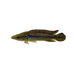 Креницихла Саксатилис (Crenicichla saxatilis) Креницихла Саксатилис (Crenicichla saxatilis)