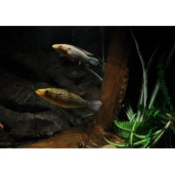 Креницихла Саксатилис (Crenicichla saxatilis) Креницихла Саксатилис (Crenicichla saxatilis)