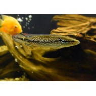 Crenicichla saxatilis