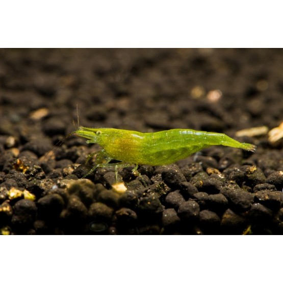 Зеленая креветка бабаулти (Green babaulti)