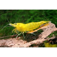 Creveți Galbeni (Caridina serrata Fire  Yellow)