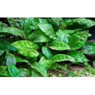 Криптокорина понтедериелистная (Cryptocoryne pontederiifolia) Криптокорина понтедериелистная (Cryptocoryne pontederiifolia)