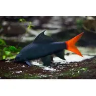 Лабео биколор (Labeo bicolor)