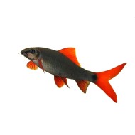 Лабео зеленый (Labeo frenatus) Лабео зеленый (Labeo frenatus)