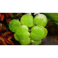 Лимнобиум побегоносный (Limnobium laevigatum)