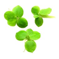 Лимнобиум побегоносный (Limnobium laevigatum)