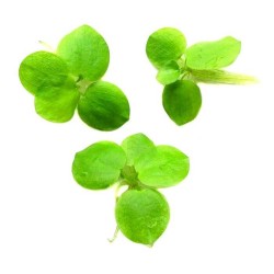 Лимнобиум побегоносный (Limnobium laevigatum)