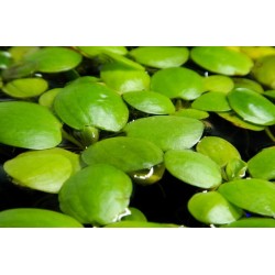 Лимнобиум побегоносный (Limnobium laevigatum) Лимнобиум побегоносный (Limnobium laevigatum)