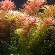 Лимнофила ароматика (Limnophila aromatica)