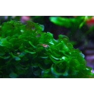 Ломариопсис  (Lomariopsis lineata)