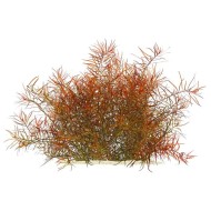 Людвигия дугообразная (Ludwigia arcuata)  Людвигия дугообразная (Ludwigia arcuata)