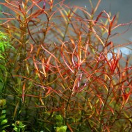 Людвигия дугообразная (Ludwigia arcuata) 
