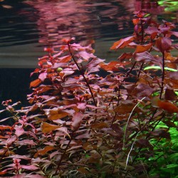 Людвигия супер ред (Ludwigia super red) Людвигия супер ред (Ludwigia super red)