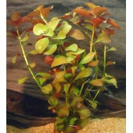 Людвигия болотная или Людвигия палюстрис (Ludwigia palustris)