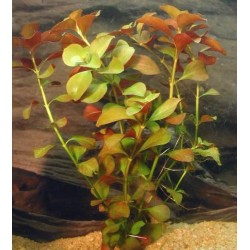 Людвигия болотная или Людвигия палюстрис (Ludwigia palustris)