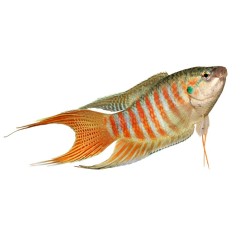 Макропод (Macropodus opercularis) Макропод (Macropodus opercularis)